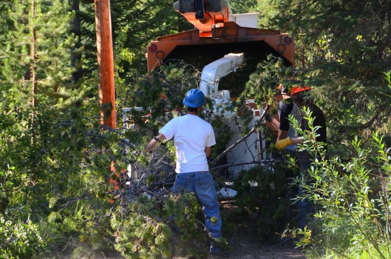Miller Tree Tree Removal - Miller Trees